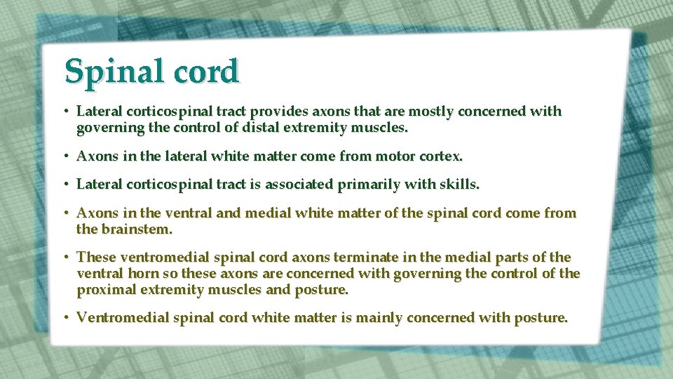 Spinal cord • Lateral corticospinal tract provides axons that are mostly concerned with governing