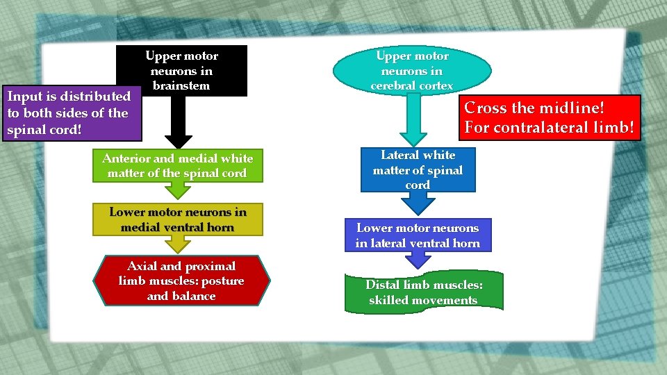 Input is distributed to both sides of the spinal cord! Upper motor neurons in Input is distributed to both sides of the spinal cord! Upper motor neurons in