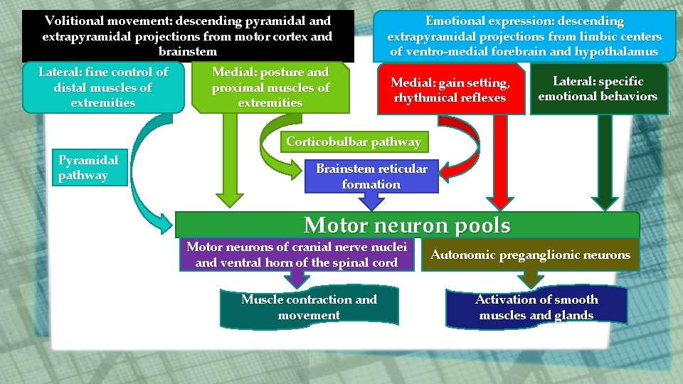 Volitional movement: descending pyramidal and extrapyramidal projections from motor cortex and brainstem Lateral: fine