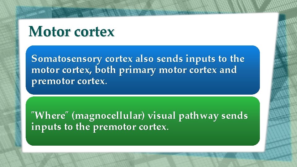 Motor cortex Somatosensory cortex also sends inputs to the motor cortex, both primary motor Motor cortex Somatosensory cortex also sends inputs to the motor cortex, both primary motor