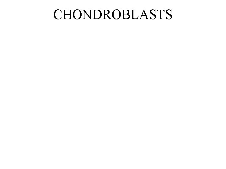 CHONDROBLASTS 