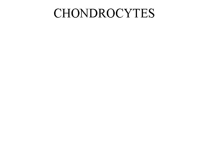 CHONDROCYTES 