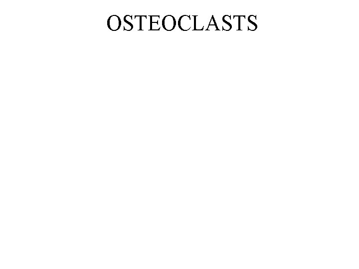 OSTEOCLASTS 