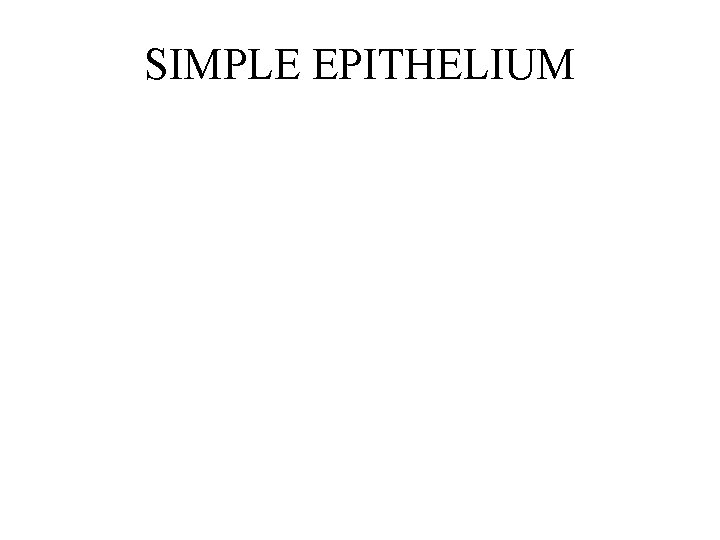 SIMPLE EPITHELIUM 