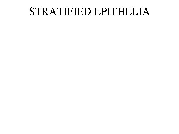STRATIFIED EPITHELIA 