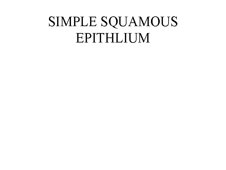 SIMPLE SQUAMOUS EPITHLIUM SIMPLE SQUAMOUS EPITHLIUM