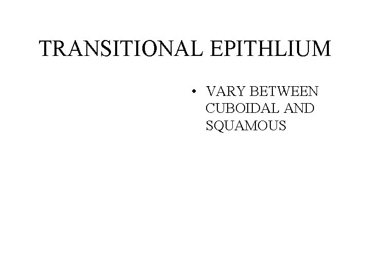 TRANSITIONAL EPITHLIUM • VARY BETWEEN CUBOIDAL AND SQUAMOUS 