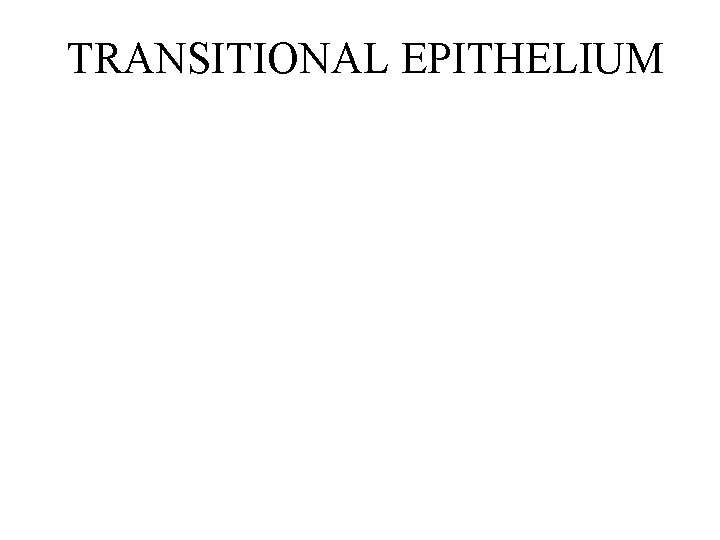 TRANSITIONAL EPITHELIUM 