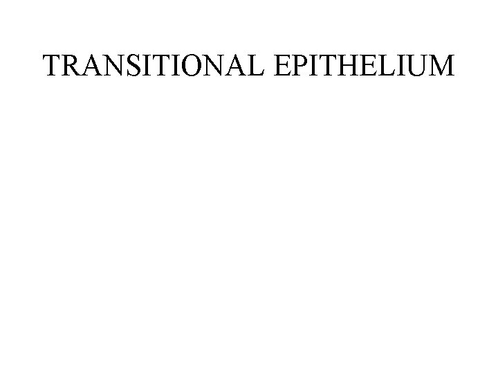 TRANSITIONAL EPITHELIUM TRANSITIONAL EPITHELIUM