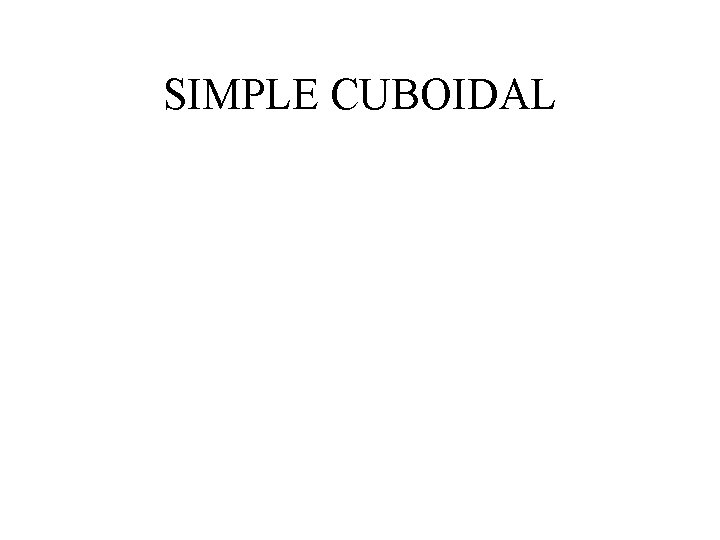 SIMPLE CUBOIDAL SIMPLE CUBOIDAL