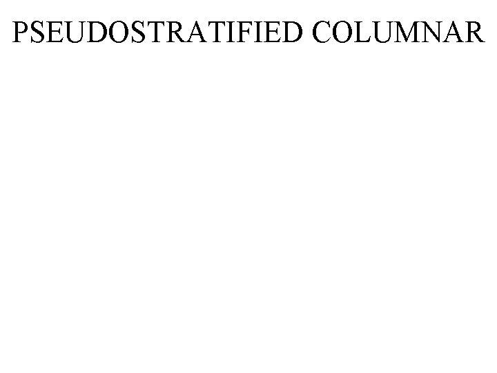 PSEUDOSTRATIFIED COLUMNAR 