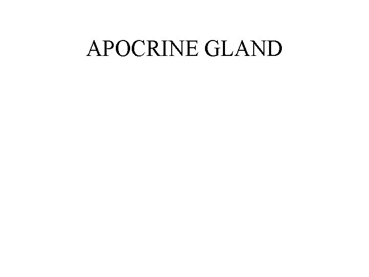 APOCRINE GLAND APOCRINE GLAND