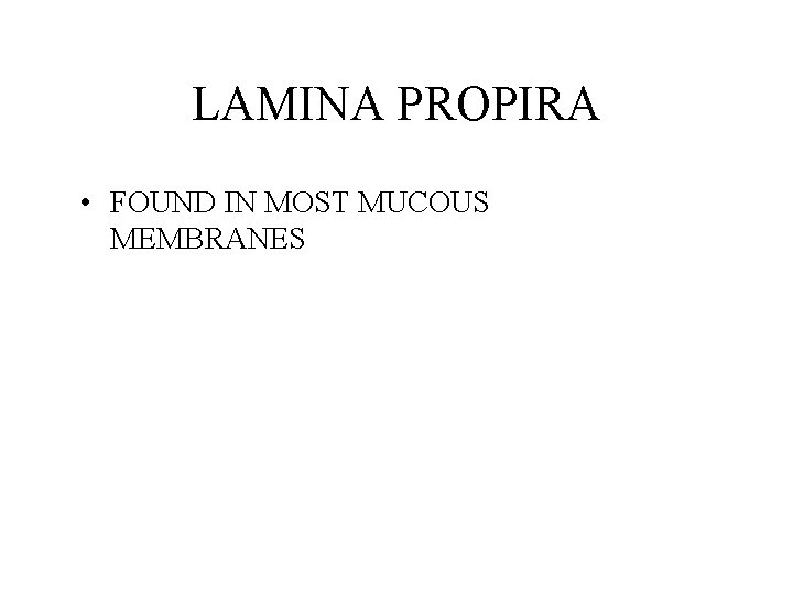 LAMINA PROPIRA • FOUND IN MOST MUCOUS MEMBRANES 