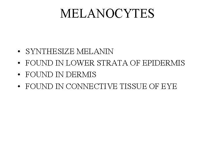 MELANOCYTES • • SYNTHESIZE MELANIN FOUND IN LOWER STRATA OF EPIDERMIS FOUND IN CONNECTIVE