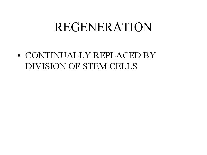 REGENERATION • CONTINUALLY REPLACED BY DIVISION OF STEM CELLS REGENERATION • CONTINUALLY REPLACED BY DIVISION OF STEM CELLS