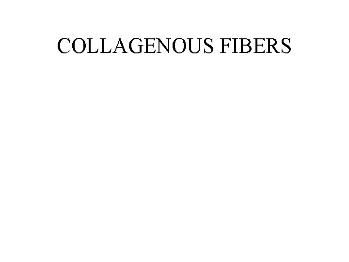 COLLAGENOUS FIBERS COLLAGENOUS FIBERS