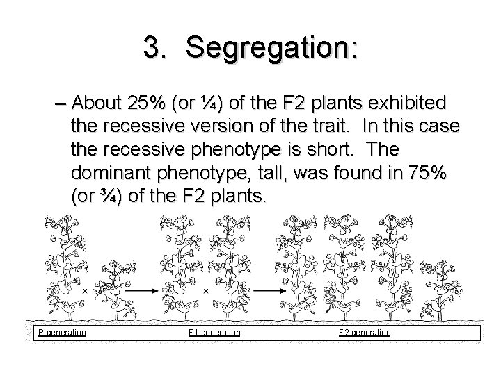 3. Segregation: – About 25% (or ¼) of the F 2 plants exhibited the