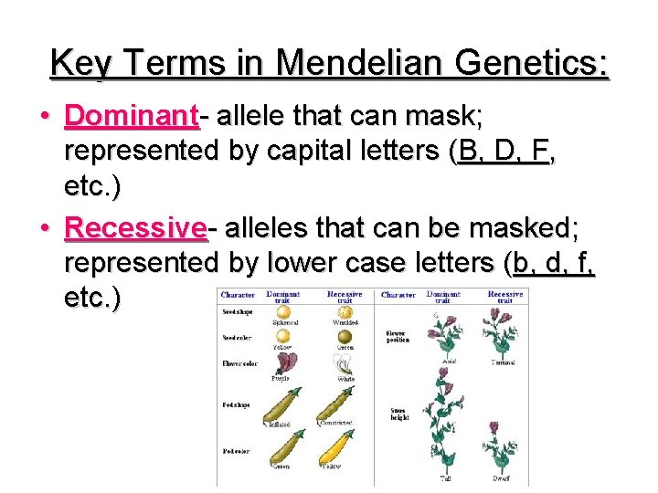 Key Terms in Mendelian Genetics: • Dominant- allele that can mask; represented by capital