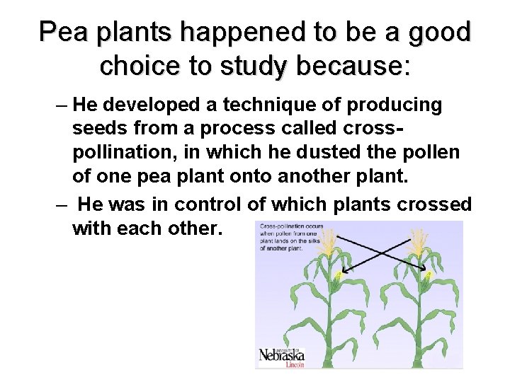 Pea plants happened to be a good choice to study because: – He developed