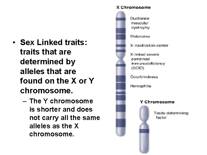  • Sex Linked traits: traits that are determined by alleles that are found