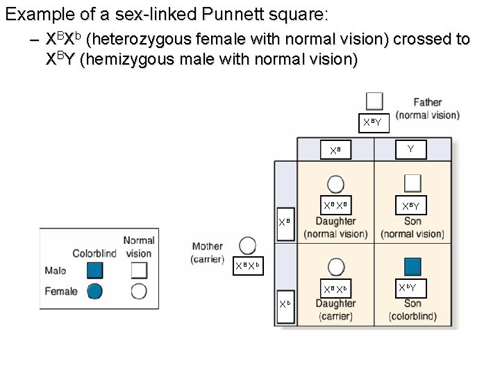 Example of a sex-linked Punnett square: – XBXb (heterozygous female with normal vision) crossed