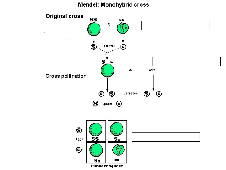 Original cross Cross pollination 