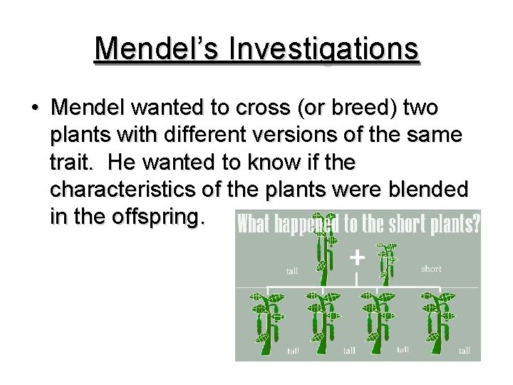 Mendel’s Investigations • Mendel wanted to cross (or breed) two plants with different versions