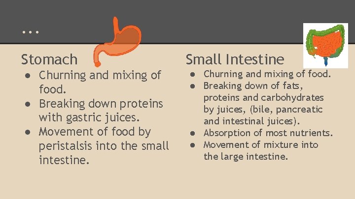 . . . Stomach ● Churning and mixing of food. ● Breaking down proteins