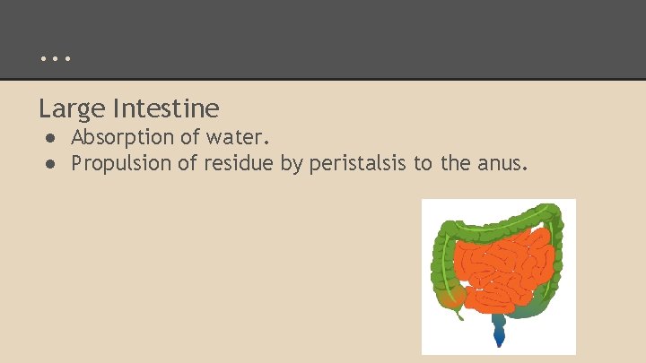 . . . Large Intestine ● Absorption of water. ● Propulsion of residue by