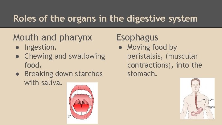 Roles of the organs in the digestive system Mouth and pharynx Esophagus ● Ingestion.