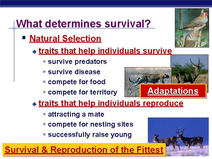 What determines survival? § Natural Selection u traits that help individuals survive § §