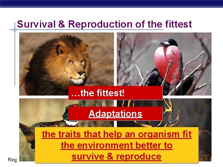 Survival & Reproduction of the fittest not the …the fittest! strongest… bravest… fastest… biggest…