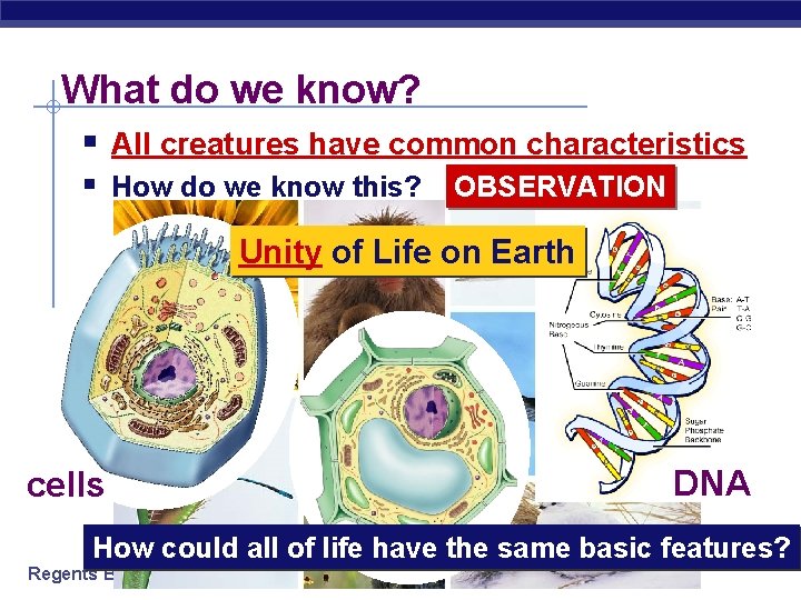 What do we know? § All creatures have common characteristics § How do we