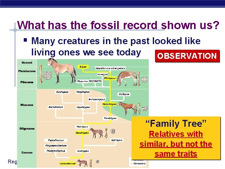 What has the fossil record shown us? § Many creatures in the past looked