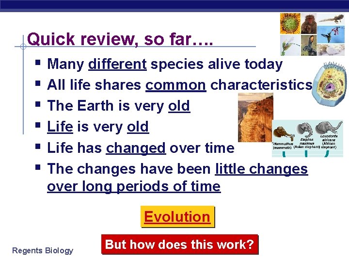 Quick review, so far…. § Many different species alive today § All life shares