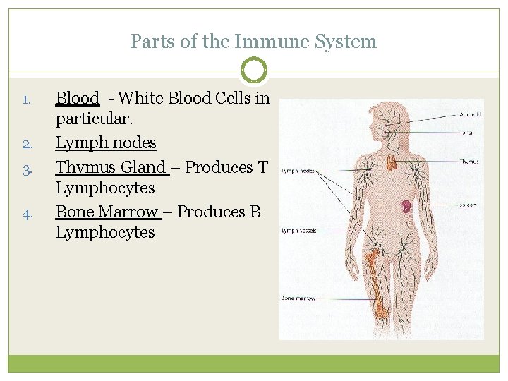 Parts of the Immune System 1. 2. 3. 4. Blood - White Blood Cells