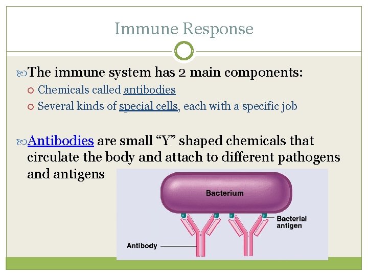 Immune Response The immune system has 2 main components: Chemicals called antibodies Several kinds