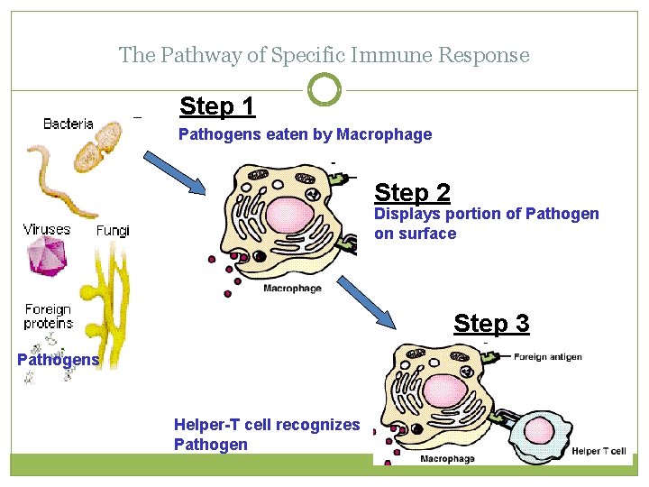 The Pathway of Specific Immune Response Step 1 Pathogens eaten by Macrophage Step 2