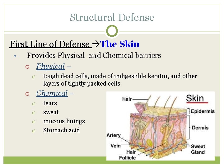 Structural Defense First Line of Defense The Skin • Provides Physical and Chemical barriers