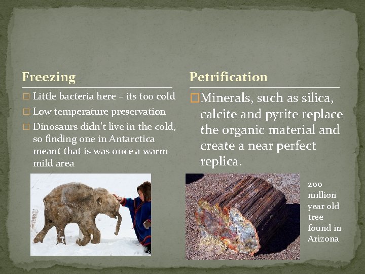 Freezing Petrification � Little bacteria here – its too cold �Minerals, such as silica,