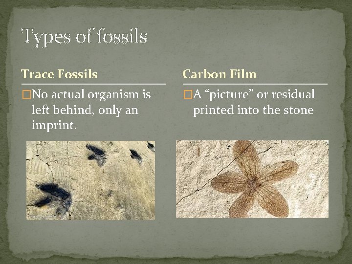 Types of fossils Trace Fossils Carbon Film �No actual organism is �A “picture” or