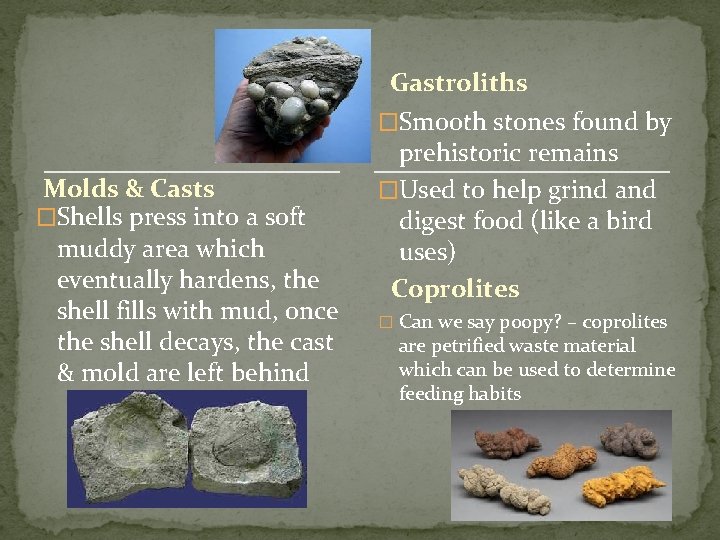 Gastroliths �Smooth stones found by Molds & Casts �Shells press into a soft muddy