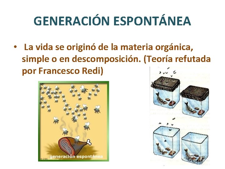 GENERACIÓN ESPONTÁNEA • La vida se originó de la materia orgánica, simple o en