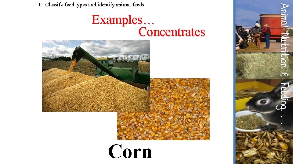 C. Classify feed types and identify animal feeds Examples… Concentrates Corn 