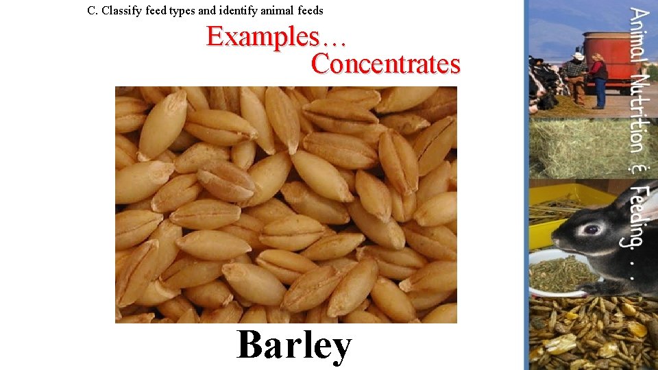 C. Classify feed types and identify animal feeds Examples… Concentrates Barley 