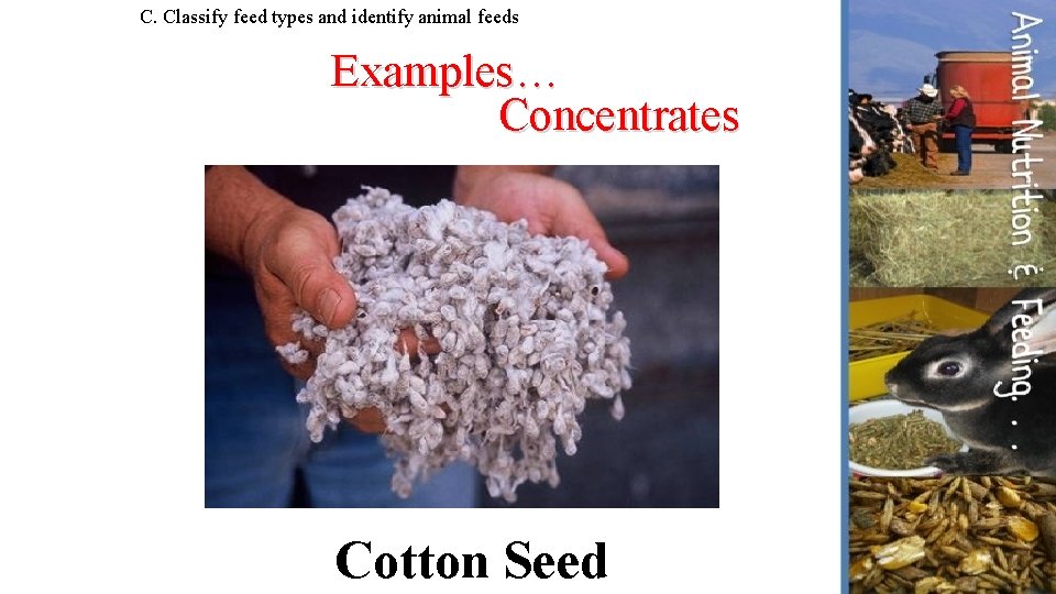 C. Classify feed types and identify animal feeds Examples… Concentrates Cotton Seed 