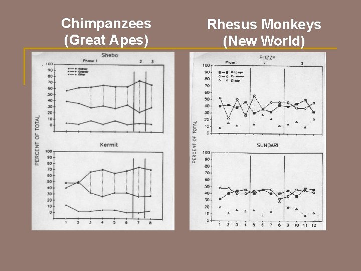 Chimpanzees (Great Apes) Rhesus Monkeys (New World) 