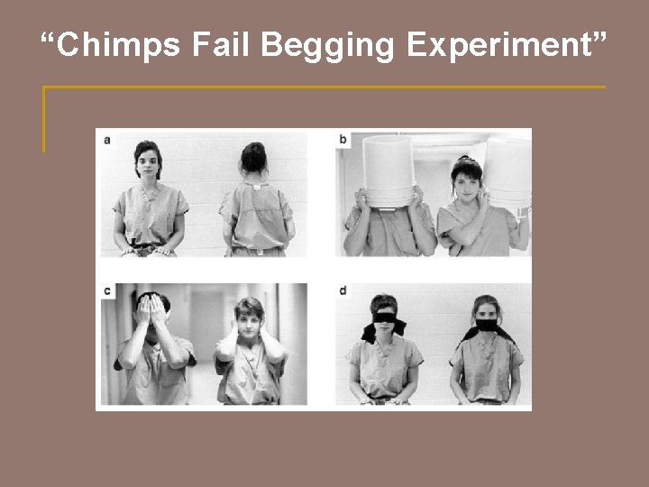 “Chimps Fail Begging Experiment” 