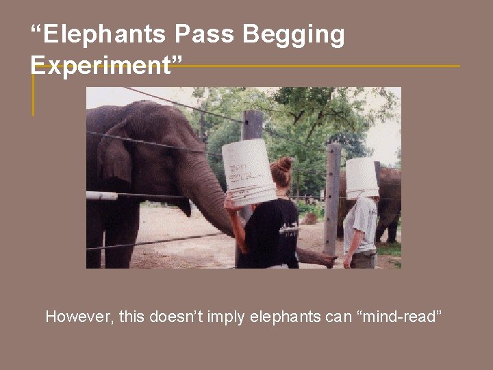 “Elephants Pass Begging Experiment” However, this doesn’t imply elephants can “mind-read” 
