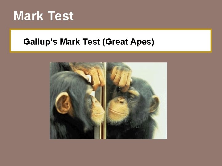 Mark Test Gallup’s Mark Test (Great Apes) 